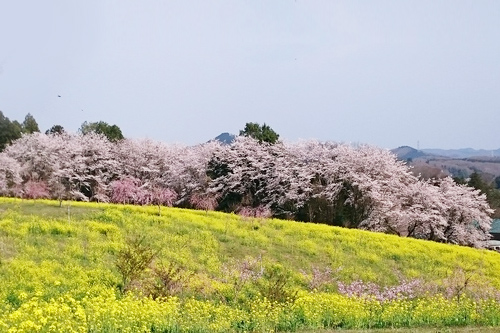 平穏な町・ましこ